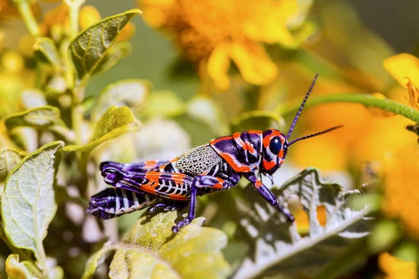 Bicolor or Barber pole Grasshopper. — Stock Photo, Image