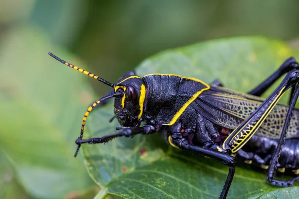 Batı at lubber çekirge