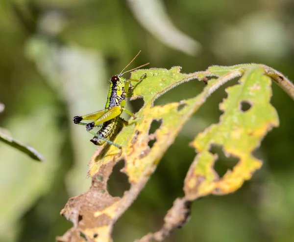 Grasshoppers from meadows in México . — Foto de Stock