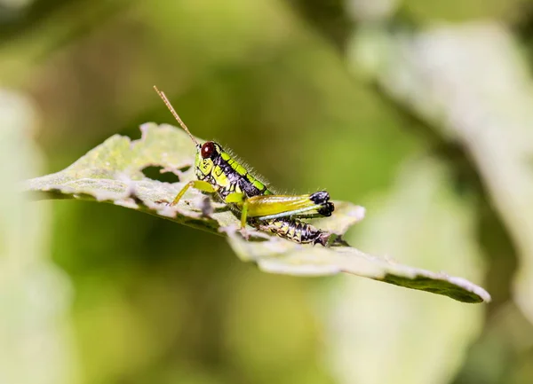 Gräshoppor från ängar i Mexiko. — Stockfoto