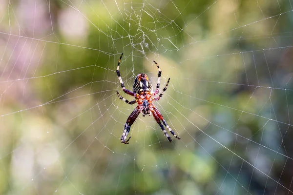 Orbe en soie dorée tisseuse araignée . — Photo