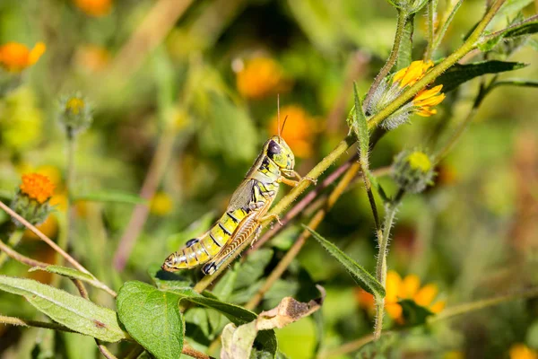 Grasshoppers from meadows in México . —  Fotos de Stock