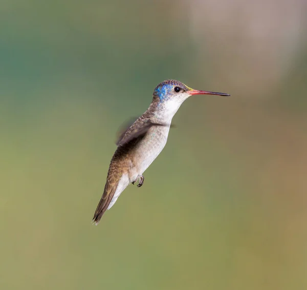 Violet gekroonde Hummingbird. — Stockfoto