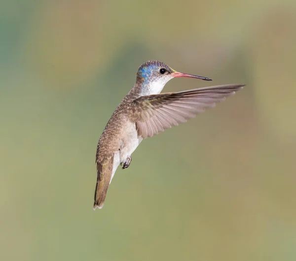 Fialový korunovaný kolibřík. — Stock fotografie