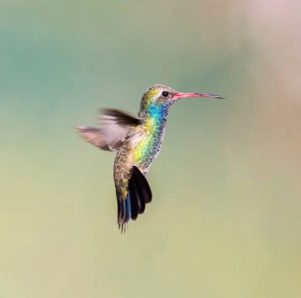 Široké vyúčtování kolibřík. — Stock fotografie