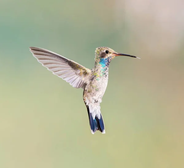 Široké vyúčtování kolibřík. — Stock fotografie