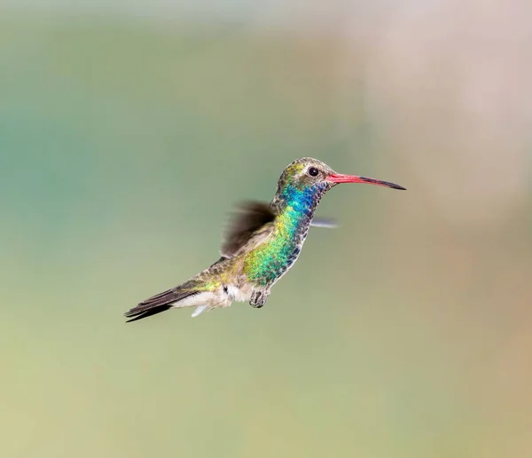 Beija-flor de bico largo . — Fotografia de Stock