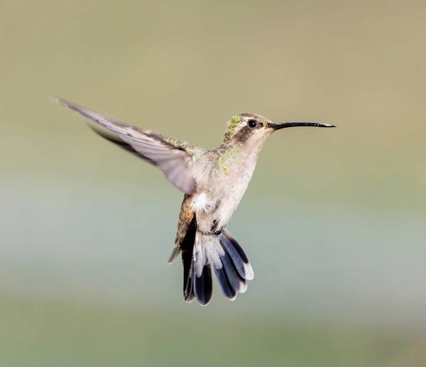 Breitschnabelkolibri. — Stockfoto