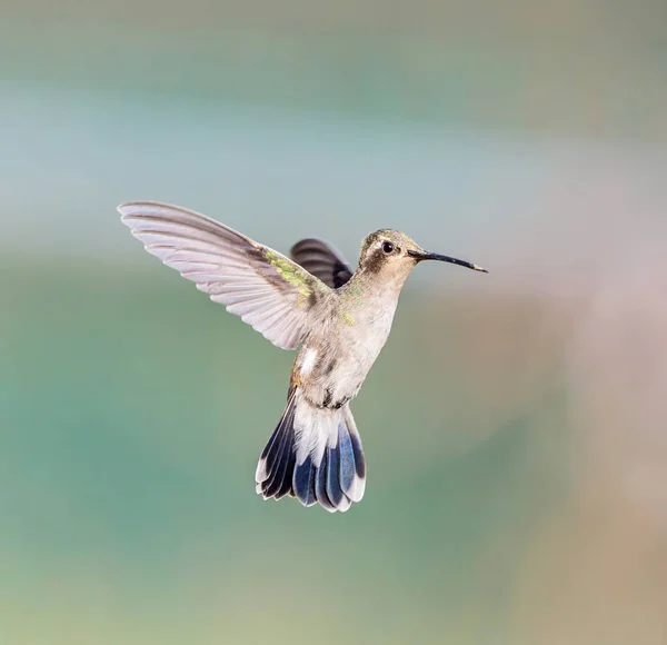 Széles kiszámlázott kolibri. — Stock Fotó