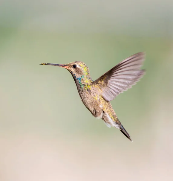 Brede gefactureerde kolibrie. — Stockfoto