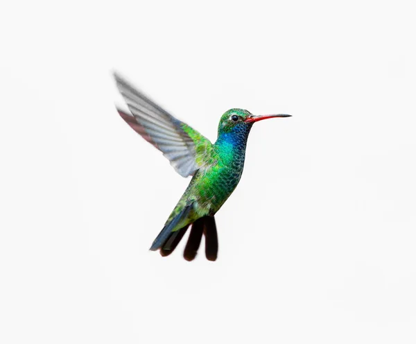 geniş fatura sinek kuşu.