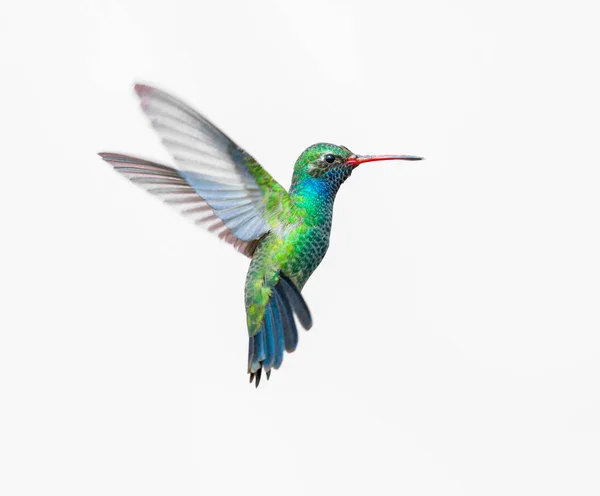 Brede gefactureerde kolibrie. — Stockfoto