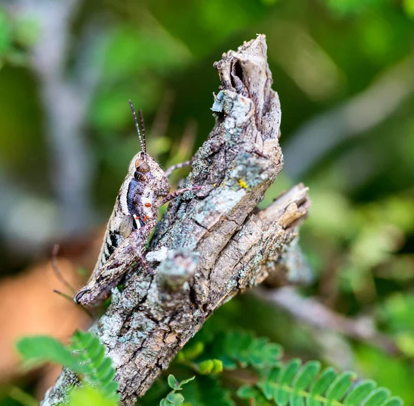 Saltamontes de México . —  Fotos de Stock