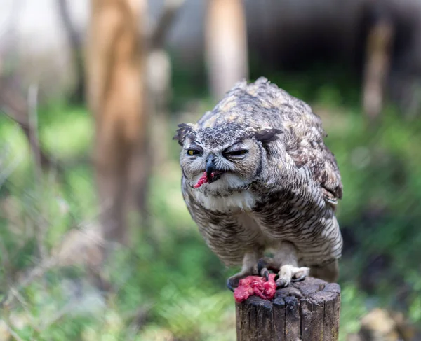 Great horned Owl. — Stock Photo, Image