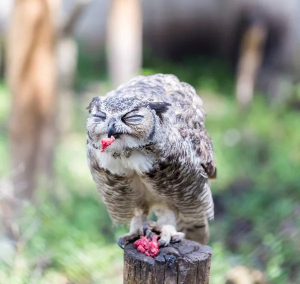 Great horned Owl. — Stock Photo, Image