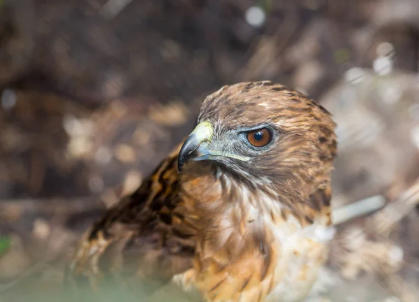 Buse Queue Rousse Est Oiseau Proie Une Des Trois Espèces — Photo