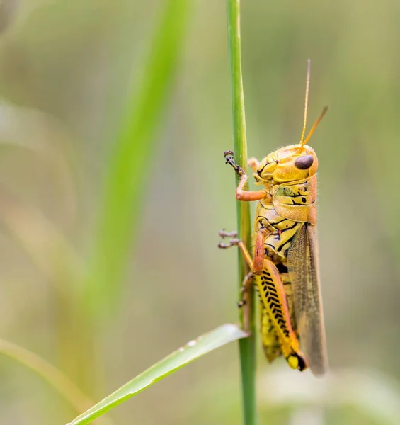 Grasshopper em um campo no México . — Fotografia de Stock