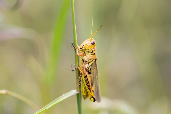 Heuschrecke auf einem Feld in Mexiko. — Stockfoto