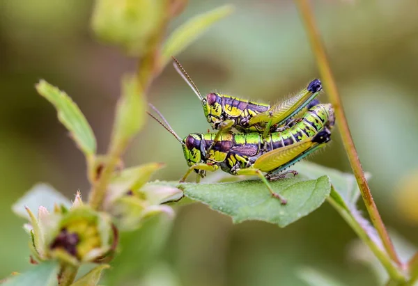 Saltamontes en un campo en México . — Foto de Stock