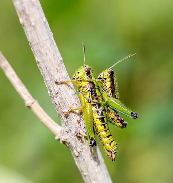 Grasshopper in a field in Mexico. — Stock Photo, Image