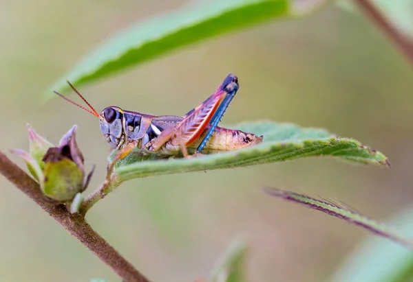 Grasshopper em um campo no México . — Fotografia de Stock