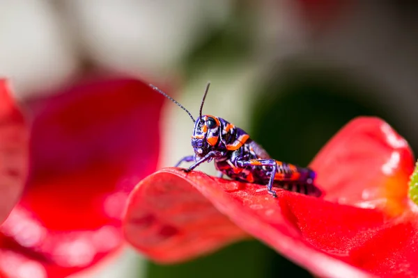 Frisör pole eller Bicolor gräshoppa. — Stockfoto