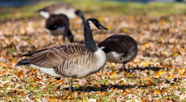 Canada goose in a field.