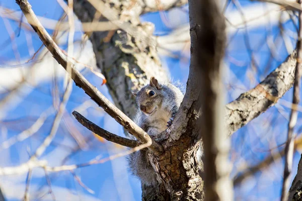 Squirrel Winter Forest — Stock Photo, Image