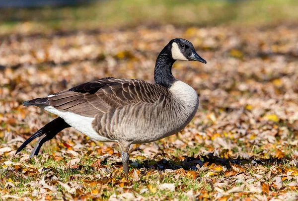 Canada goose in a field.