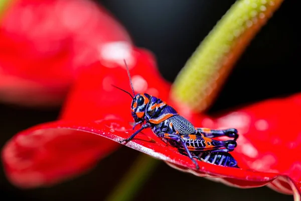 Pólo de barbeiro ou gafanhoto bicolor . — Fotografia de Stock