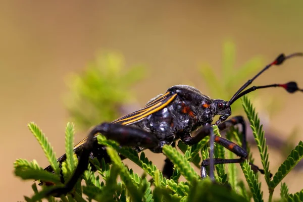 Deadly beijando bug . — Fotografia de Stock