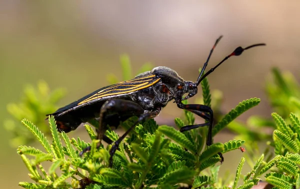 Ölümcül kissing hata.