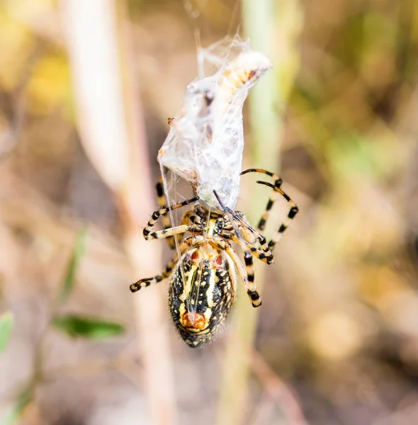 Orbe en soie dorée tisseuse araignée . — Photo