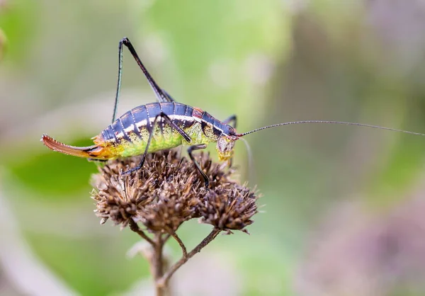 Trouve Des Katydidés Mexique Comme Les Sauterelles Vous Pouvez Les — Photo