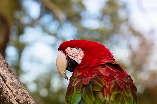 Green Winged Macaw. — Stock Photo, Image
