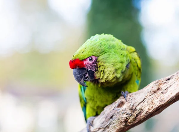 Macaúba militar quase extinta na natureza, mas ainda pode ser encontrada nas florestas de nuvens do México . — Fotografia de Stock