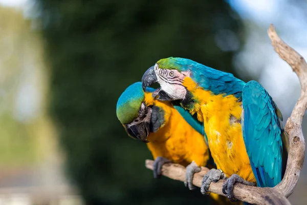 Arara azul e dourada. — Fotografia de Stock