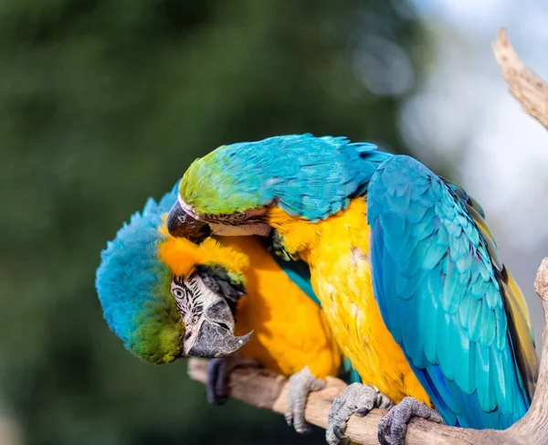 Arara azul e dourada. — Fotografia de Stock