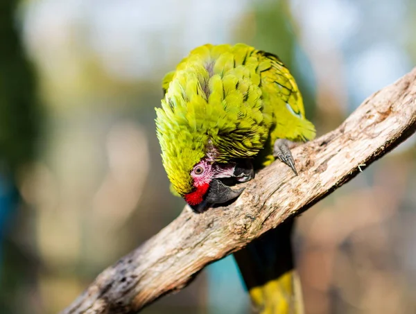 Military Macaw almost extinct in the wild, but still can be found in the cloud forests of Mexico.