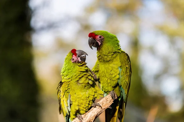 Militaire Macaw presque éteint dans la nature, mais peut encore être trouvé dans les forêts nuageuses du Mexique . — Photo