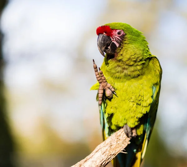 Macaúba militar quase extinta na natureza, mas ainda pode ser encontrada nas florestas de nuvens do México . — Fotografia de Stock