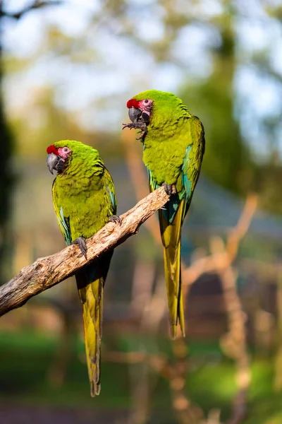 Military Macaw almost extinct in the wild, but still can be found in the cloud forests of Mexico. — Stock Photo, Image