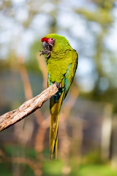 Militaire Macaw presque éteint dans la nature, mais peut encore être trouvé dans les forêts nuageuses du Mexique . — Photo
