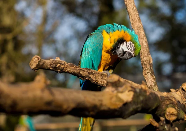 Macaw niebieski i złoty. — Zdjęcie stockowe
