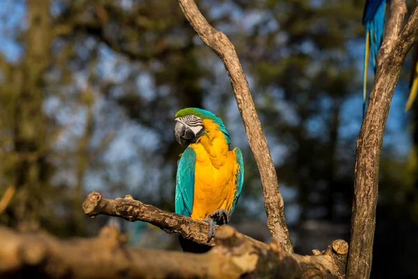 Arara azul e dourada. — Fotografia de Stock