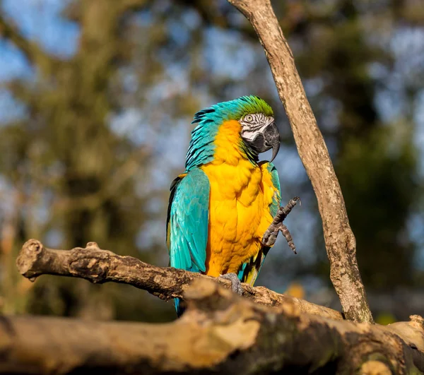 Macaw niebieski i złoty. — Zdjęcie stockowe