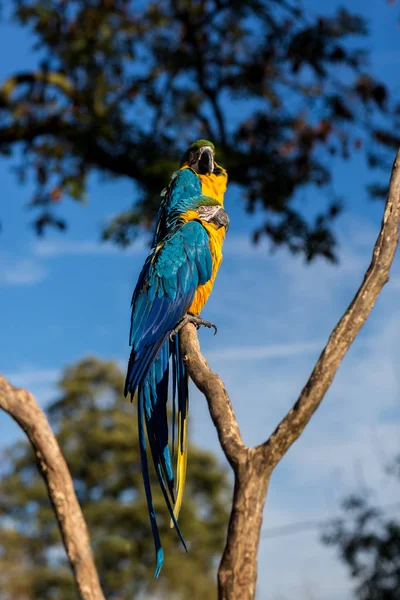 Arara azul e dourada. — Fotografia de Stock