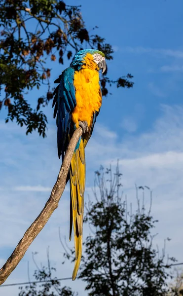 Arara azul e dourada. — Fotografia de Stock