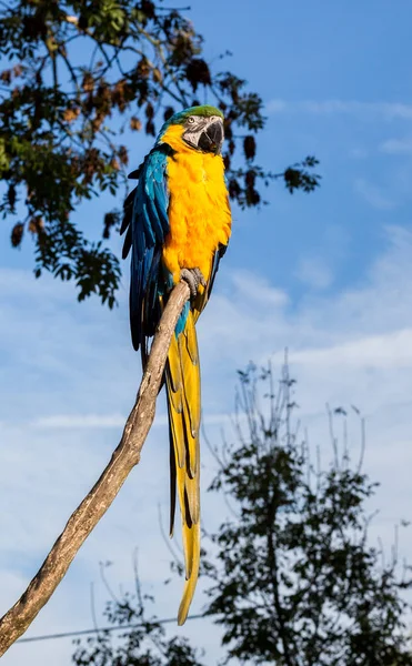 Arara azul e dourada. — Fotografia de Stock