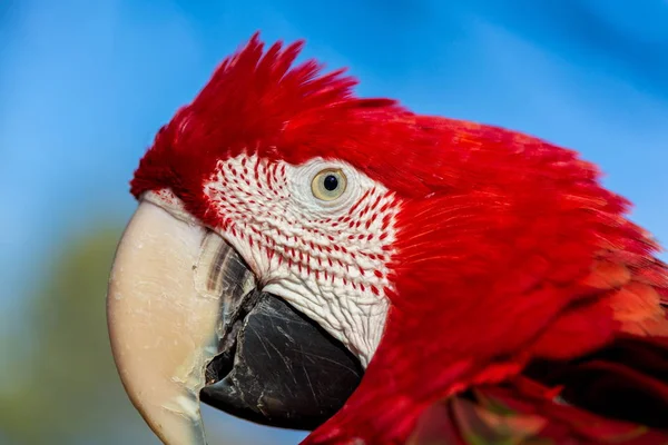 Guacamayo alado verde . —  Fotos de Stock